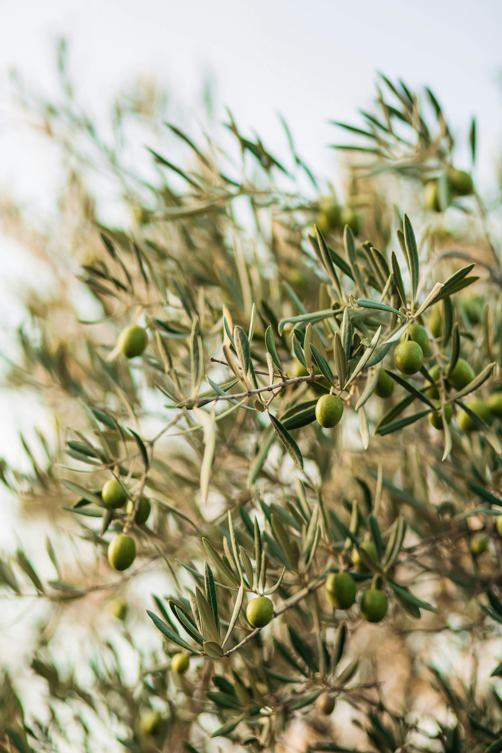 Aceitunas verdes
