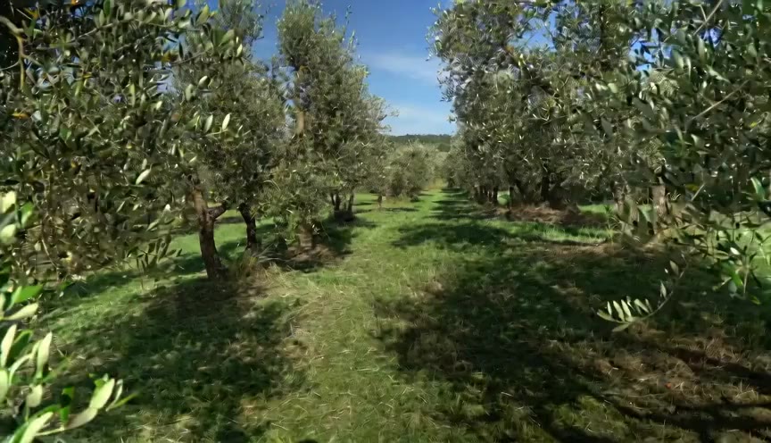 Olivar andaluz al atardecer